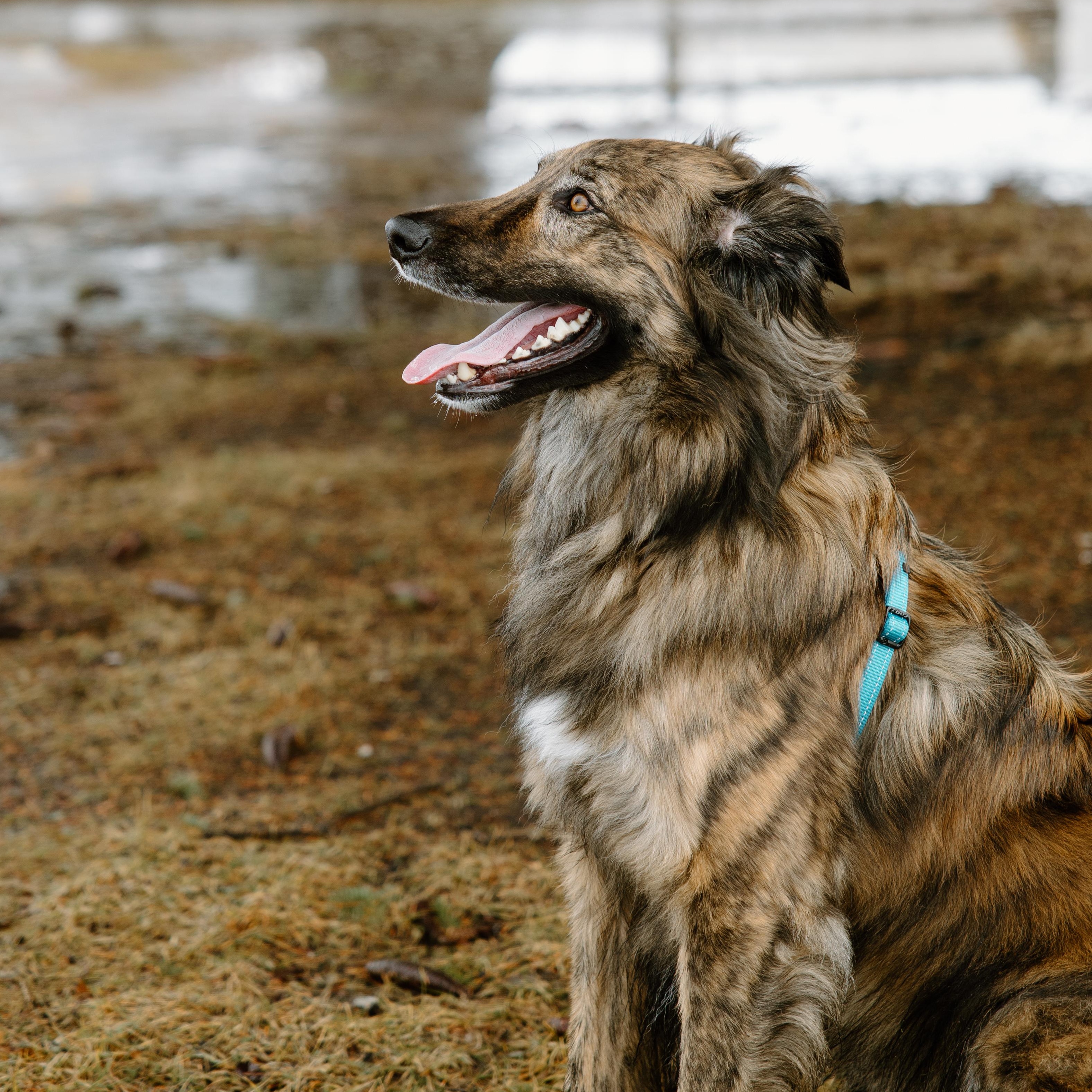 Enlarge Cosmo, a ADOPTABLE mixed breed in Mississauga, ON image 3/6