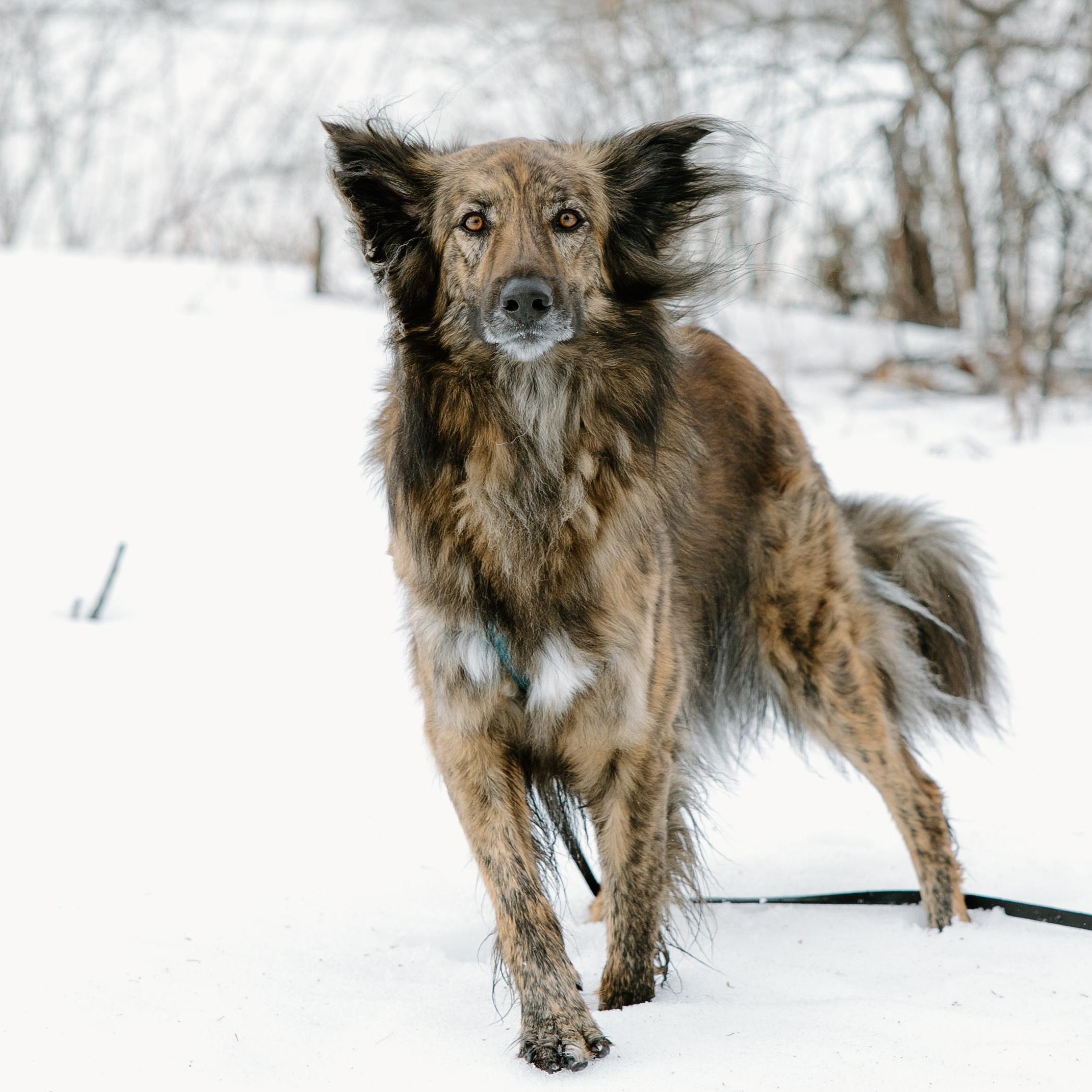 Enlarge Cosmo, a ADOPTABLE mixed breed in Mississauga, ON image 5/6