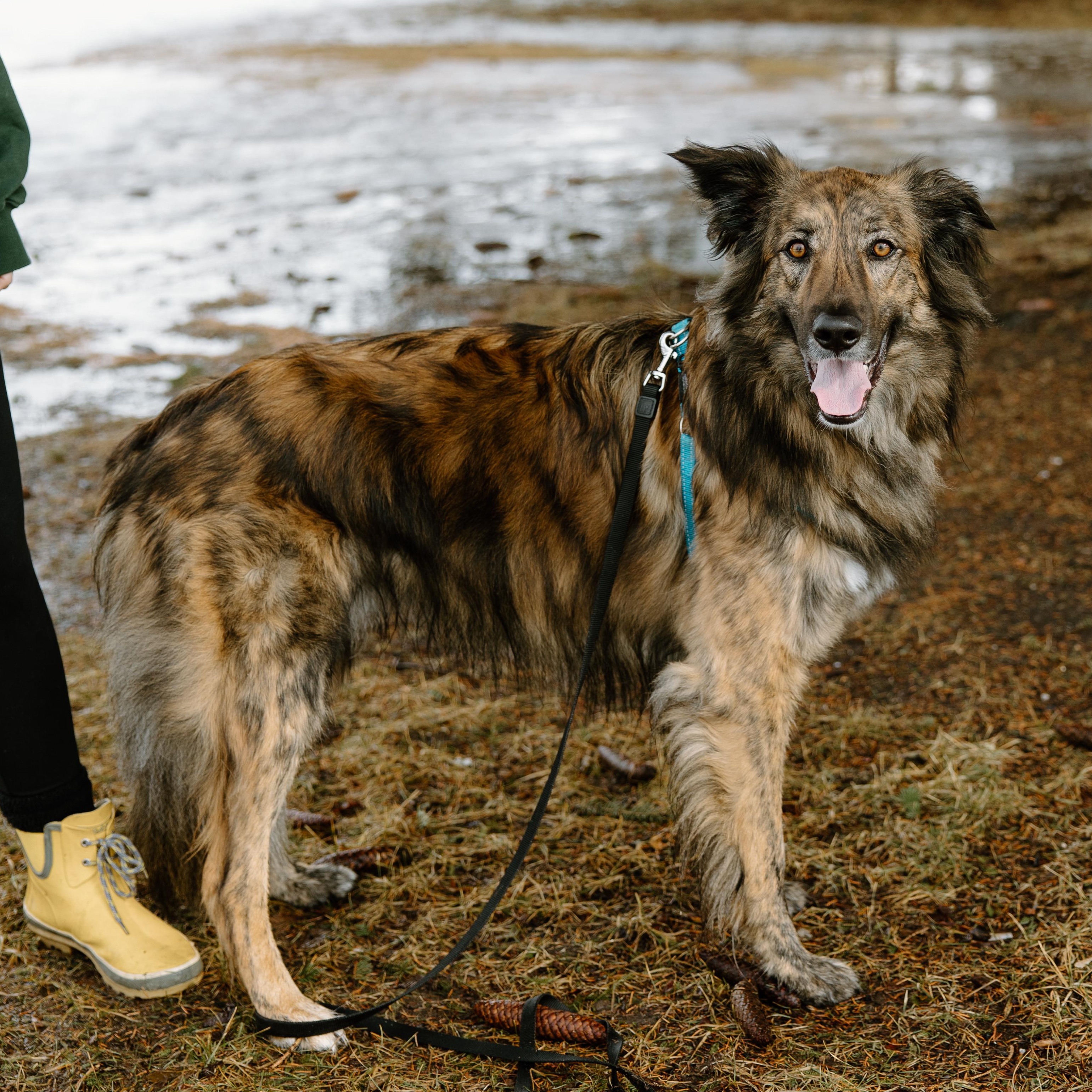 Enlarge Cosmo, a ADOPTABLE mixed breed in Mississauga, ON image 2/6
