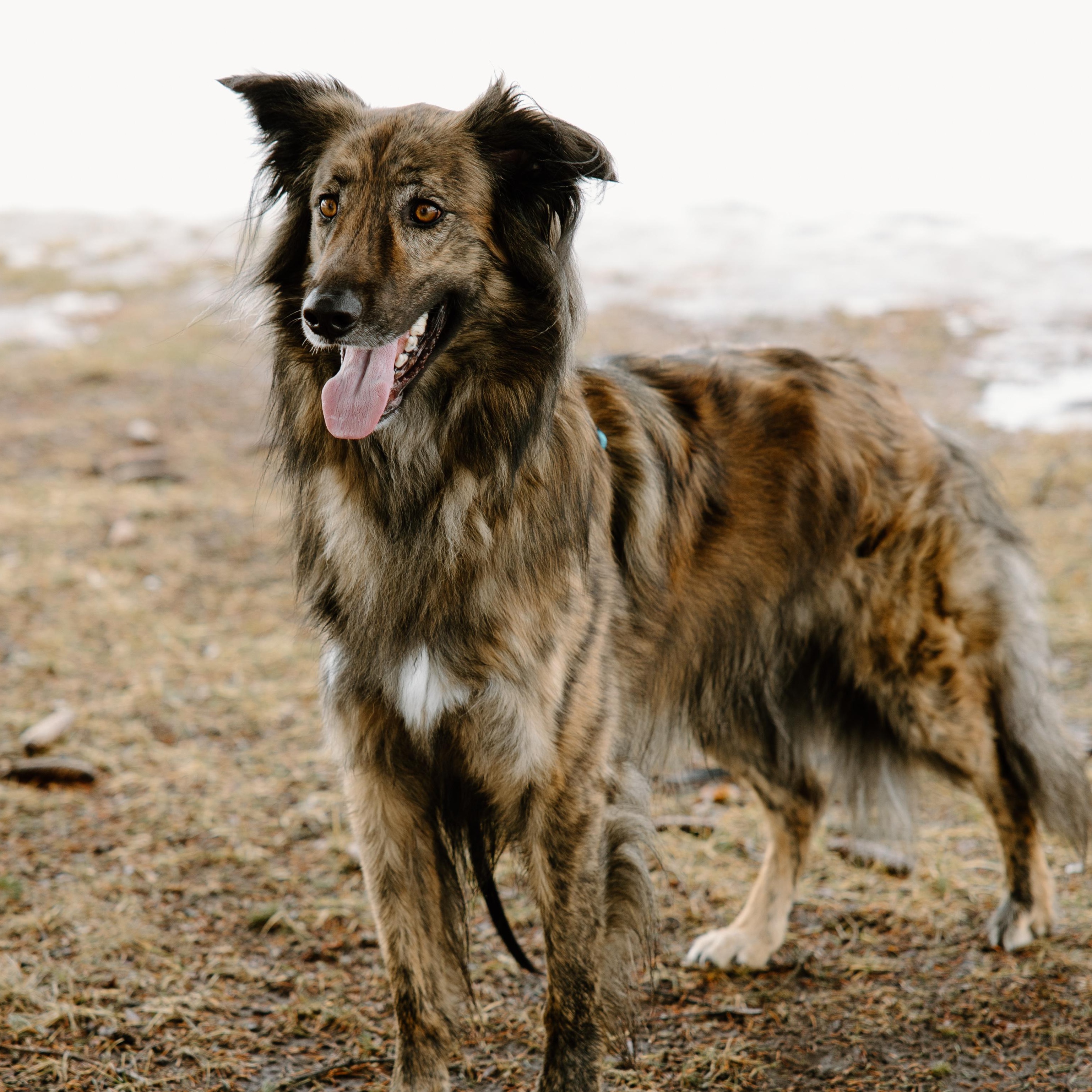 Enlarge Cosmo, a ADOPTABLE mixed breed in Mississauga, ON image 1/6