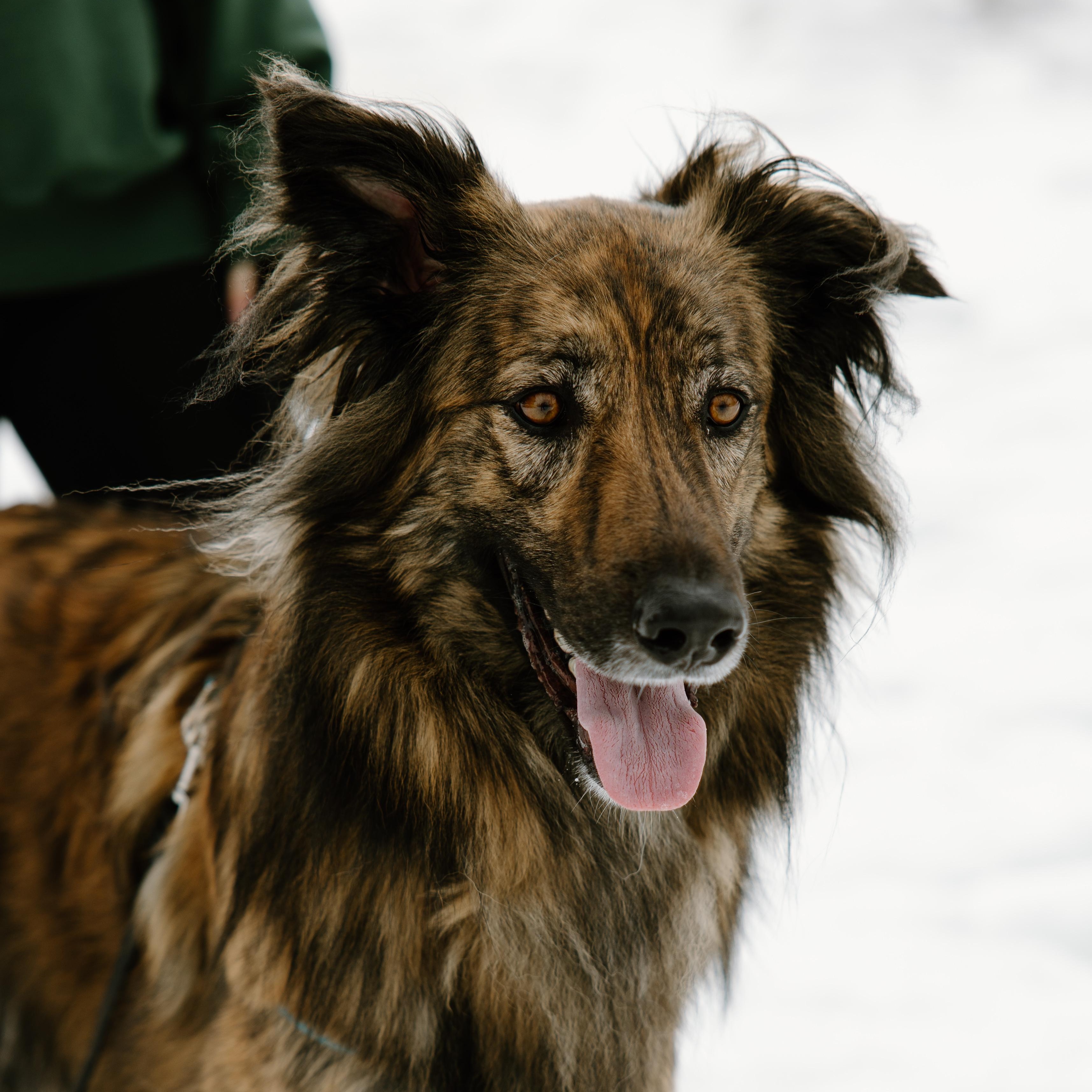 Enlarge Cosmo, a ADOPTABLE mixed breed in Mississauga, ON image 6/6
