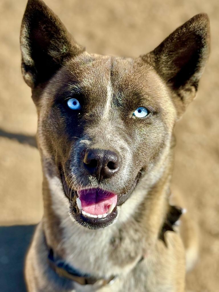 Wednesday, Adoptable, Young Female Husky.