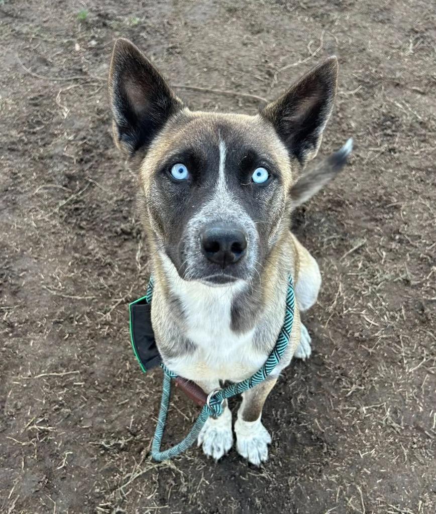 Enlarge Wednesday, a Adoptable Husky in Tehachapi, CA image 2/3