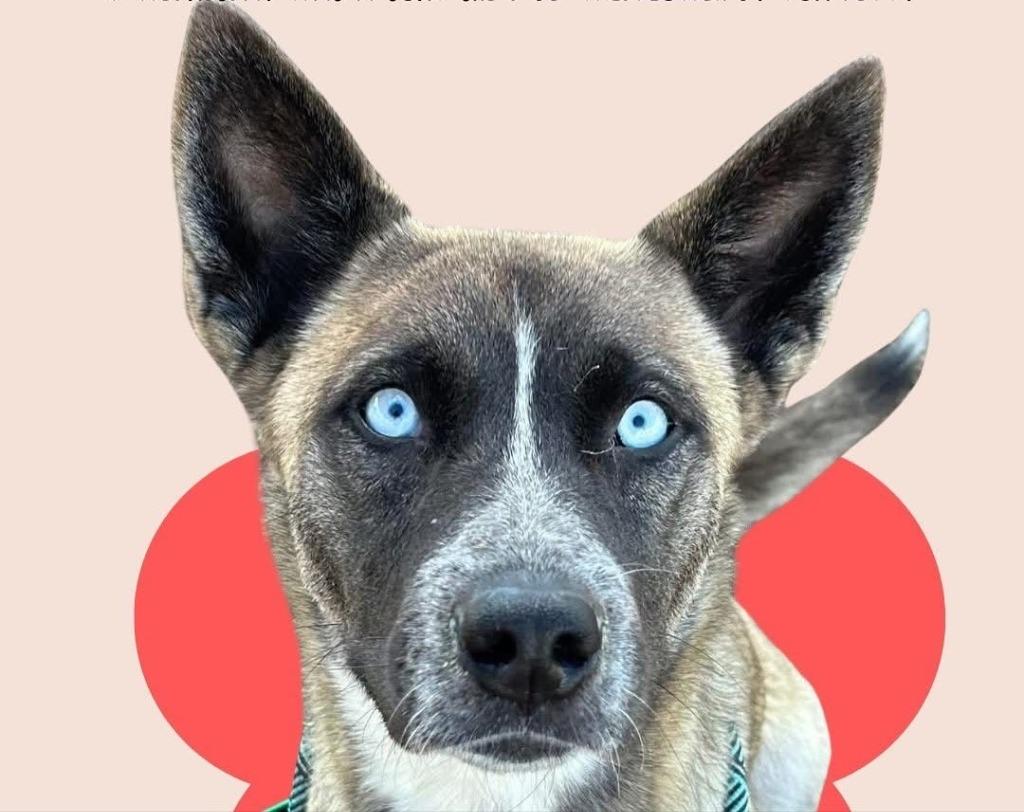 Enlarge Wednesday, a Adoptable Husky in Tehachapi, CA image 3/3