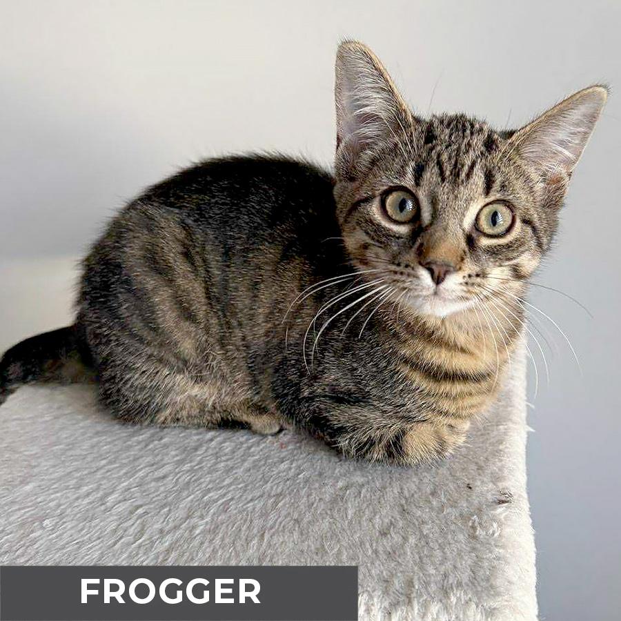Frogger