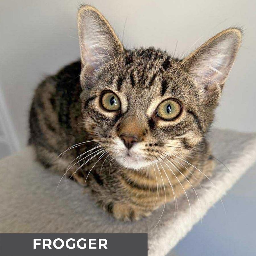 Frogger