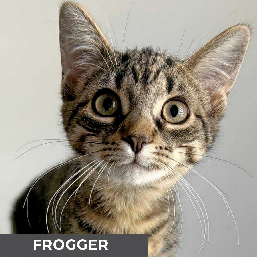 Frogger