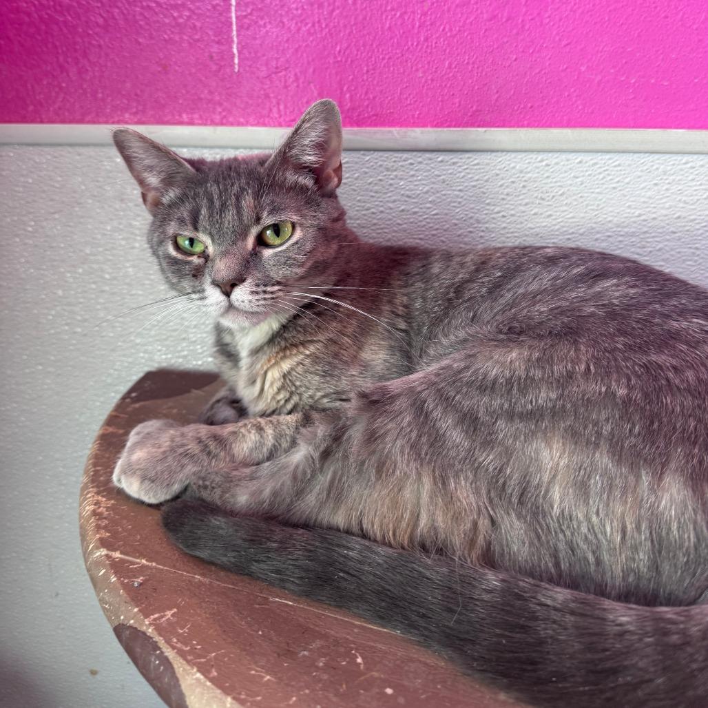 Mrs. Claws, Adoptable, Adult Female Domestic Short Hair.