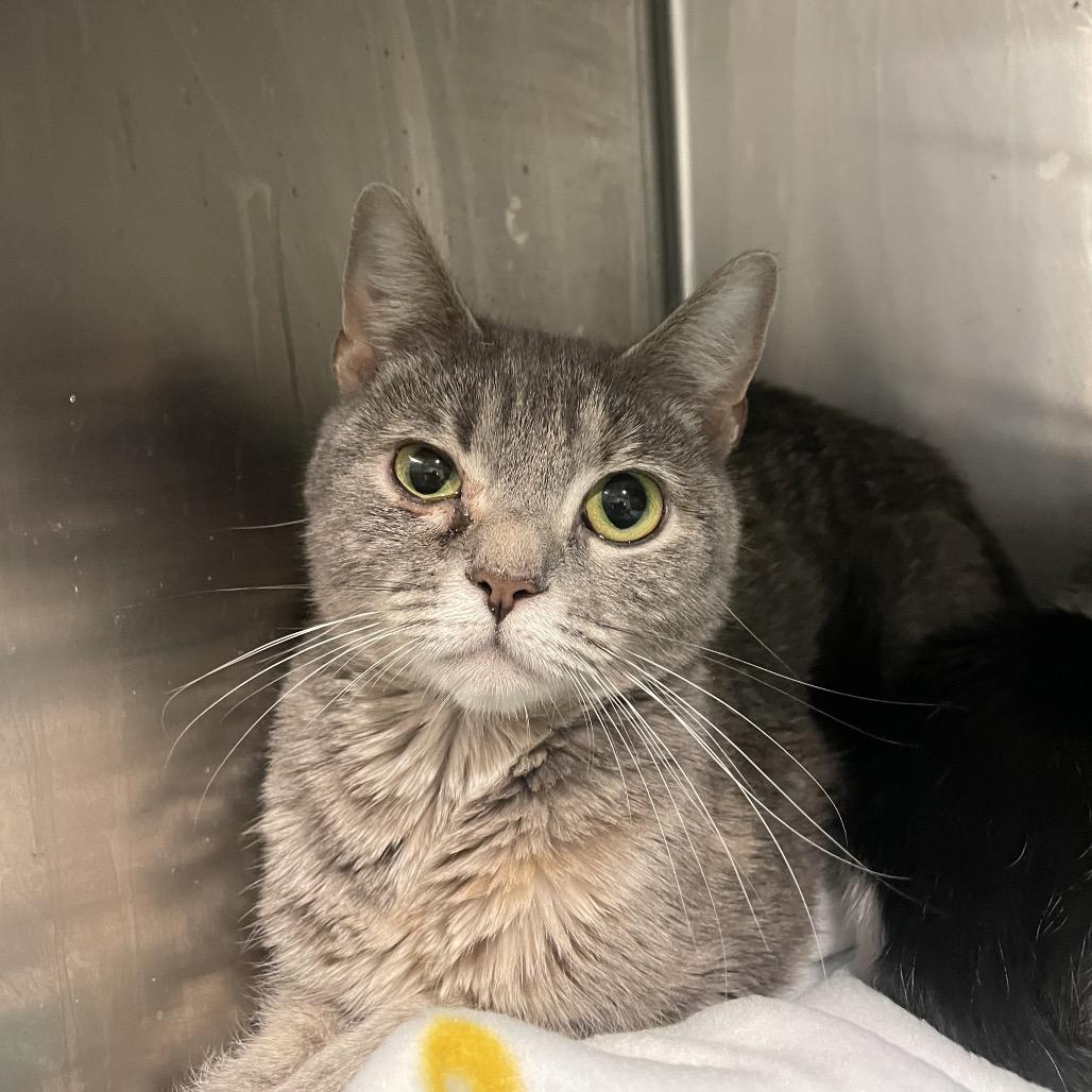 Mrs. Claws, Adoptable, Adult Female Domestic Short Hair.