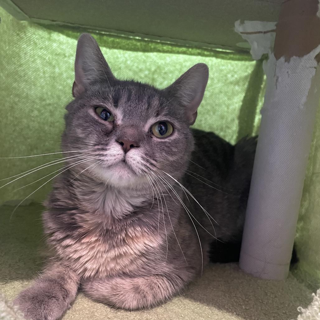 Enlarge Mrs. Claws, a Adoptable Domestic Short Hair in West Des Moines, IA image 2/2