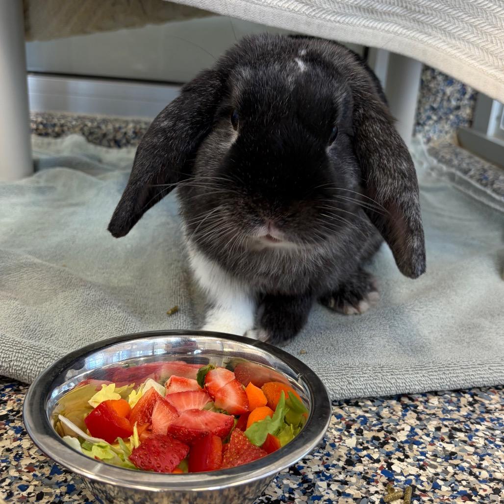 Buck, Adoptable, Adult Male Bunny Rabbit.