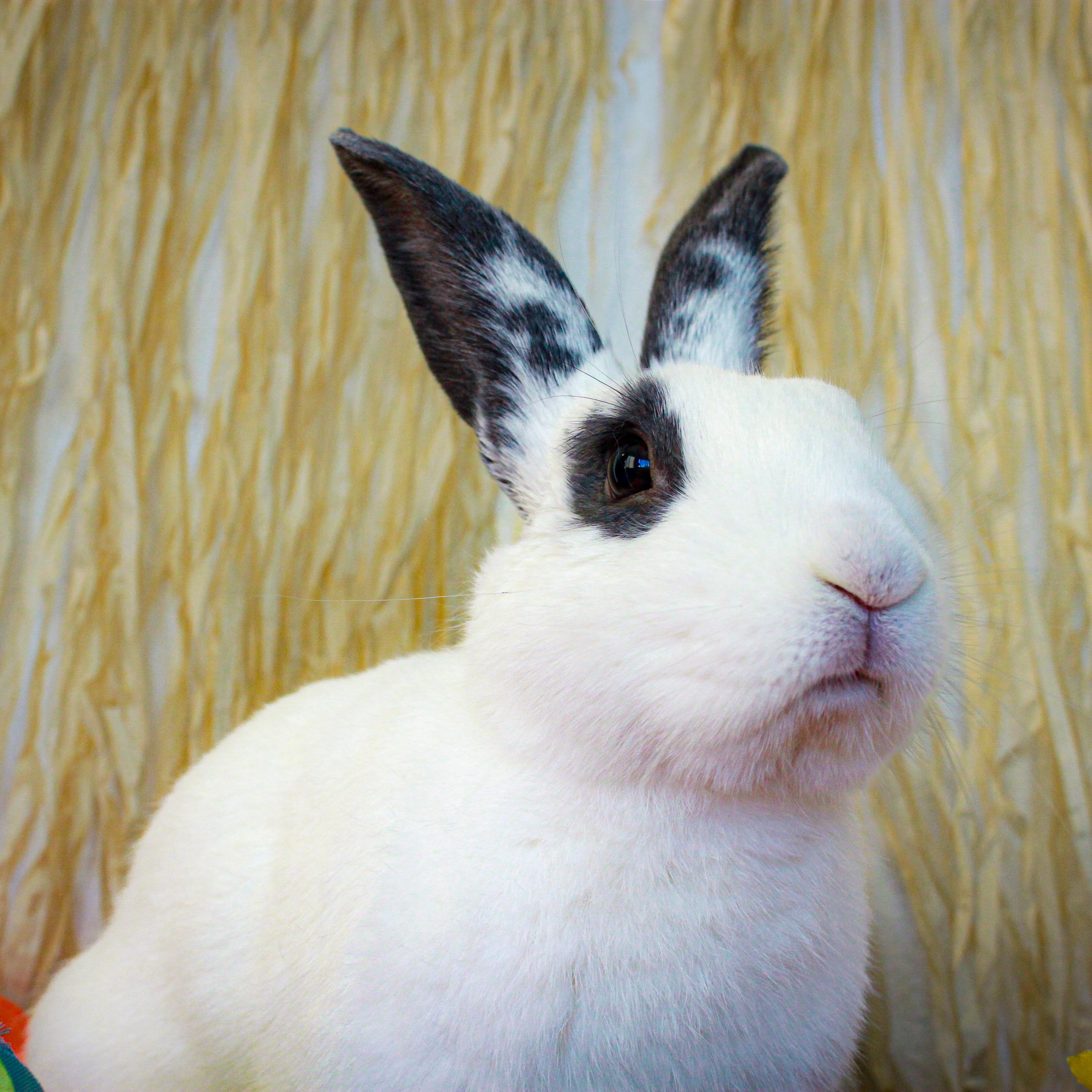 Bixby, Adopted, Adult Male Hotot.