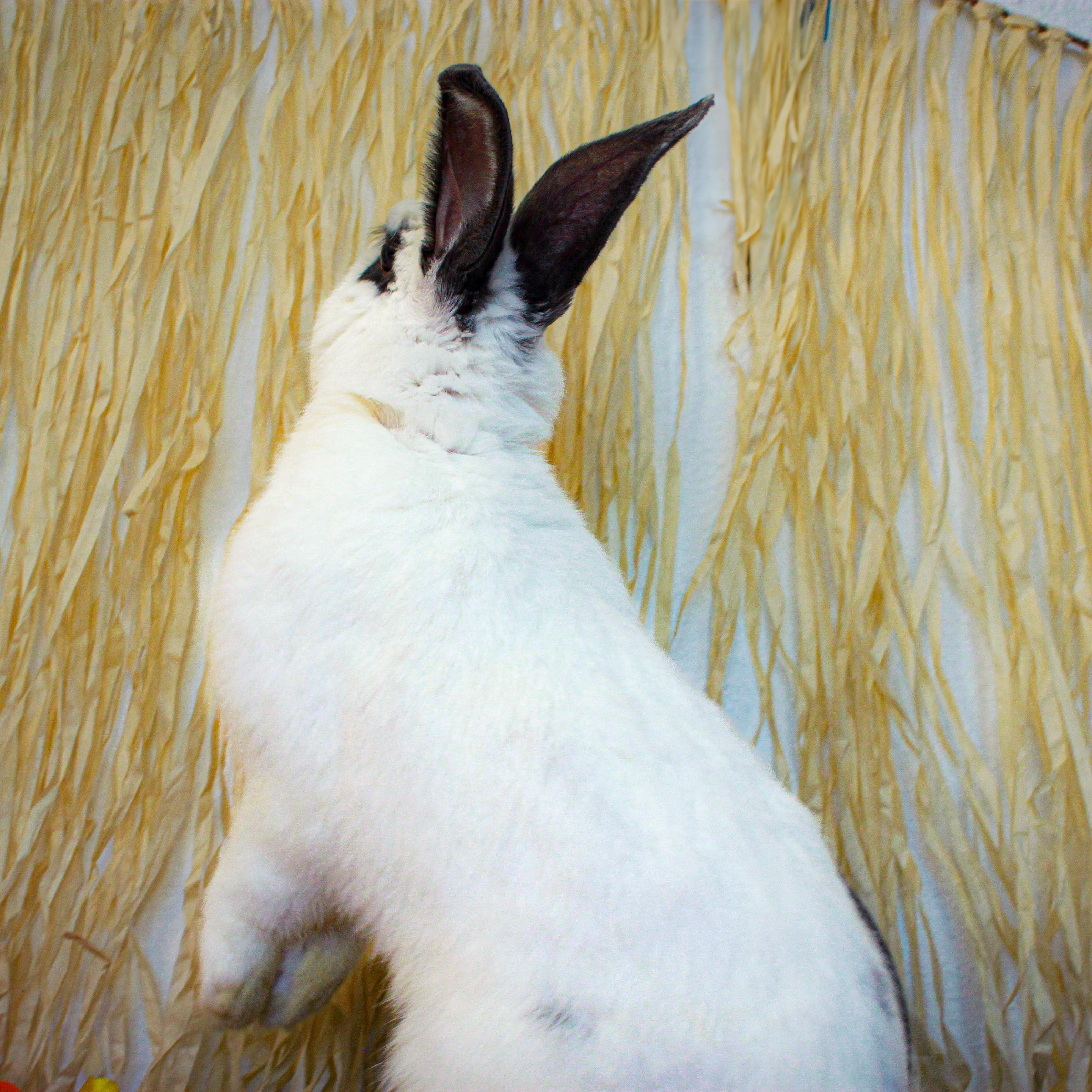 Enlarge Bixby, a Adopted Hotot in Long Beach, CA image 2/3