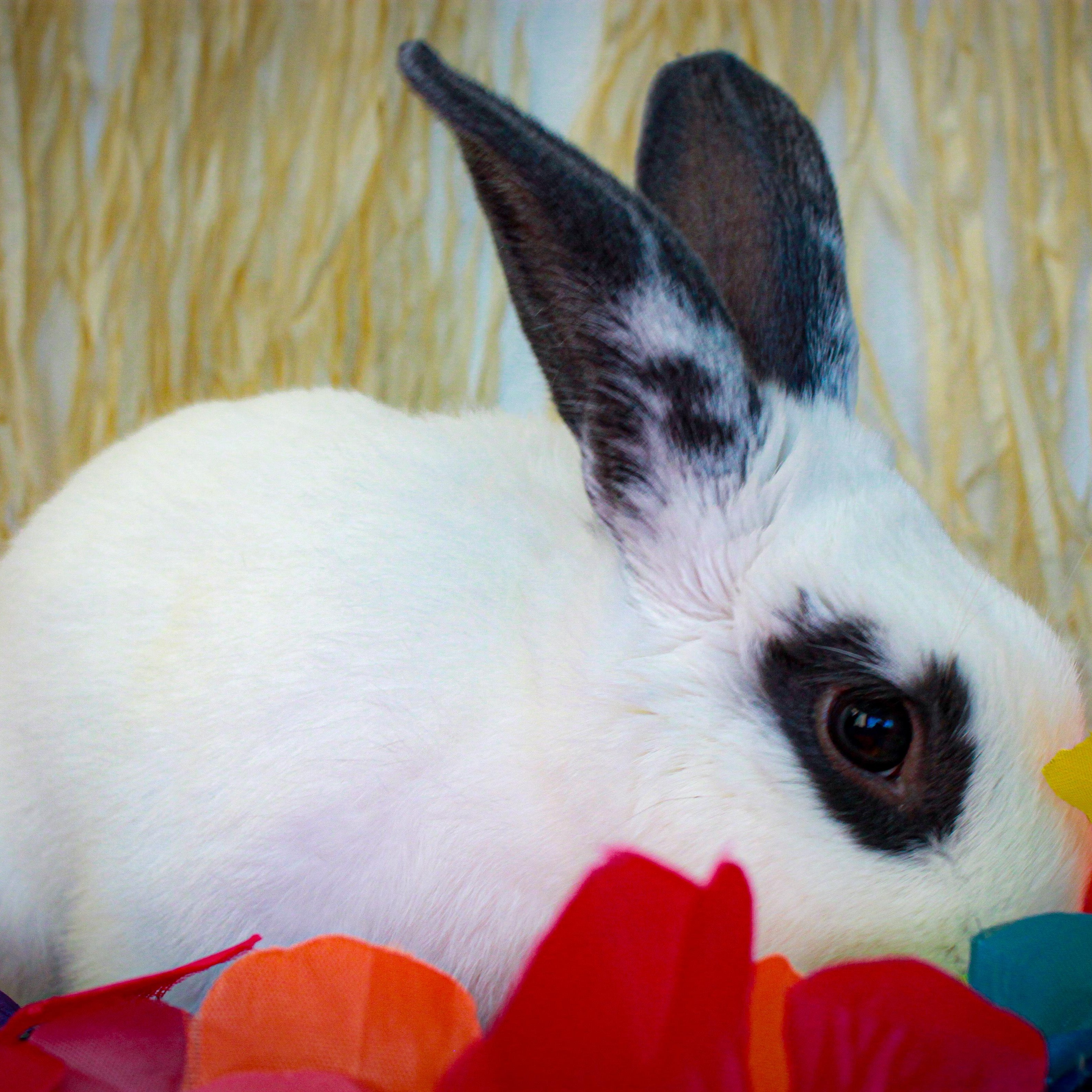 Enlarge Bixby, a Adopted Hotot in Long Beach, CA image 3/3