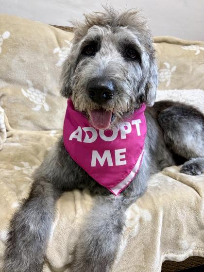Coco, Adopted, Adult Female Labradoodle.