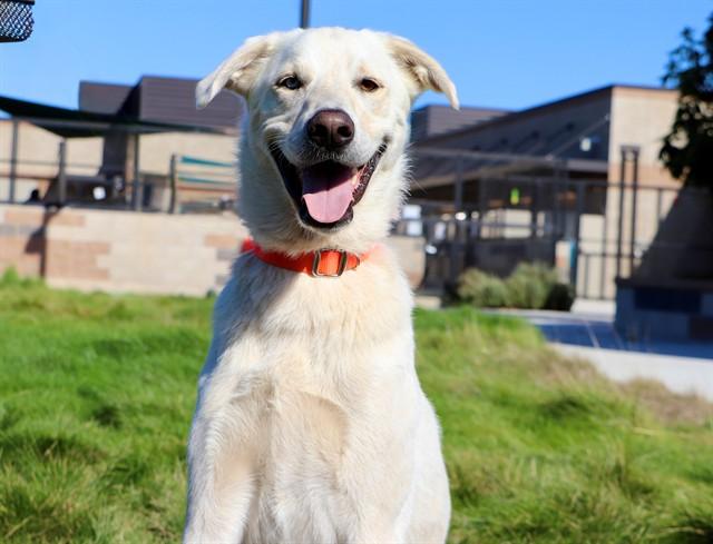 JASPER, Adoptable, Adult Male Labrador Retriever & Mixed Breed.