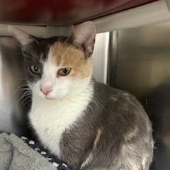 Sundrop, ADOPTABLE, Adult Female Domestic Short Hair.