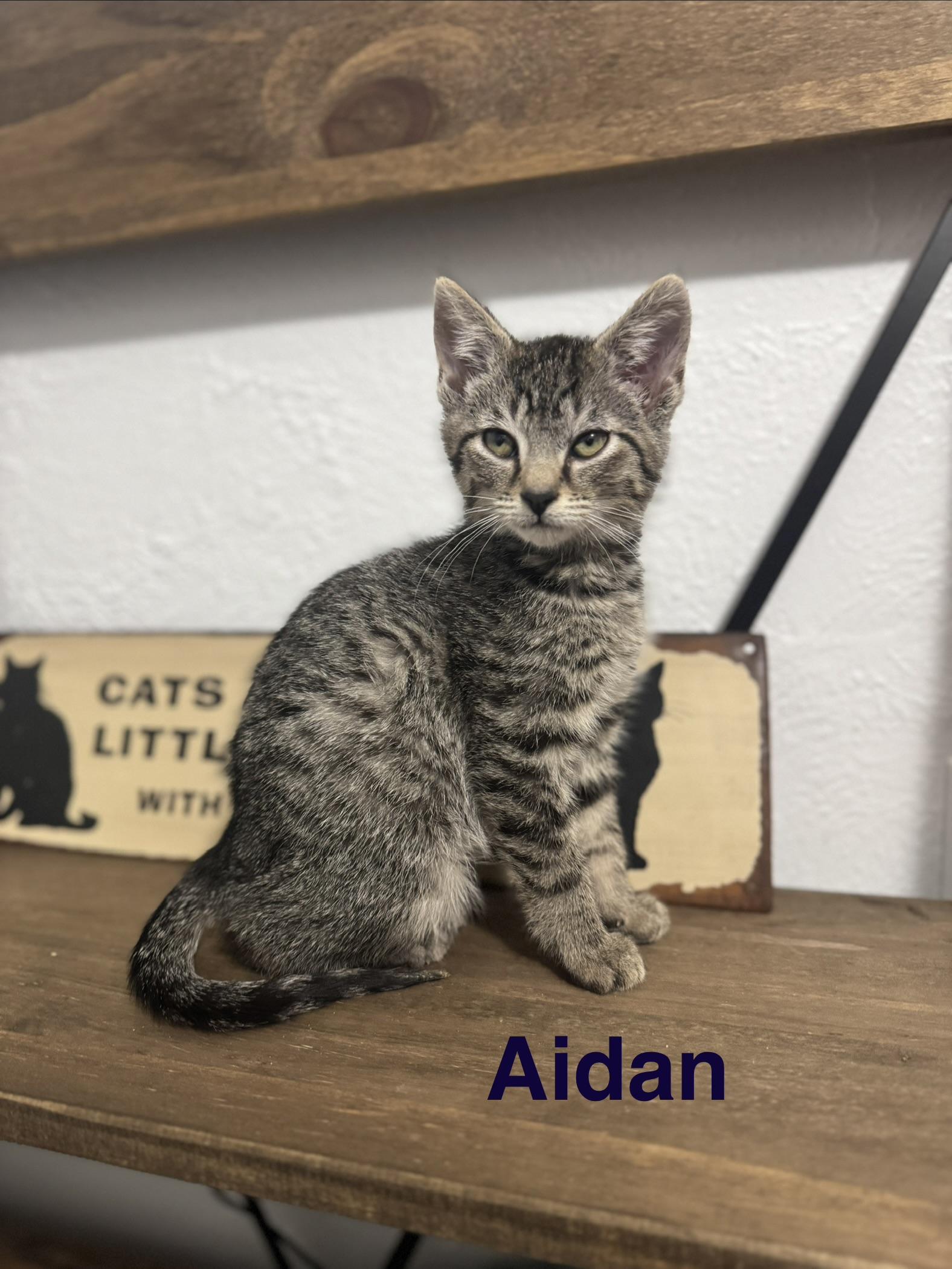 Aidan, adopted, Kitten Male American Shorthair.