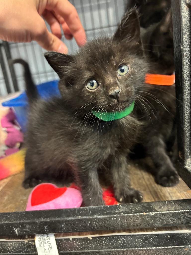 Dopey, Adoptable, Kitten Male Domestic Short Hair.