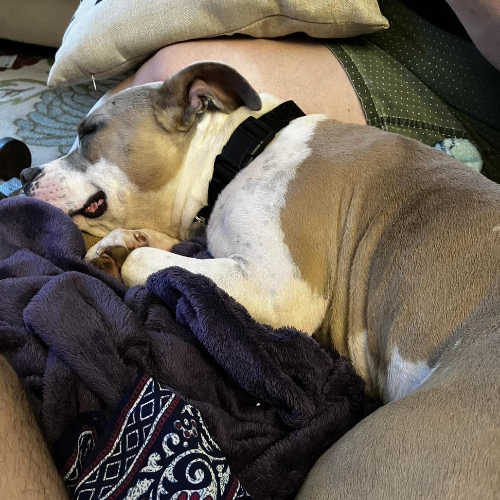 Splotch (Sponsored), Adoptable, Adult Female Pit Bull Terrier.