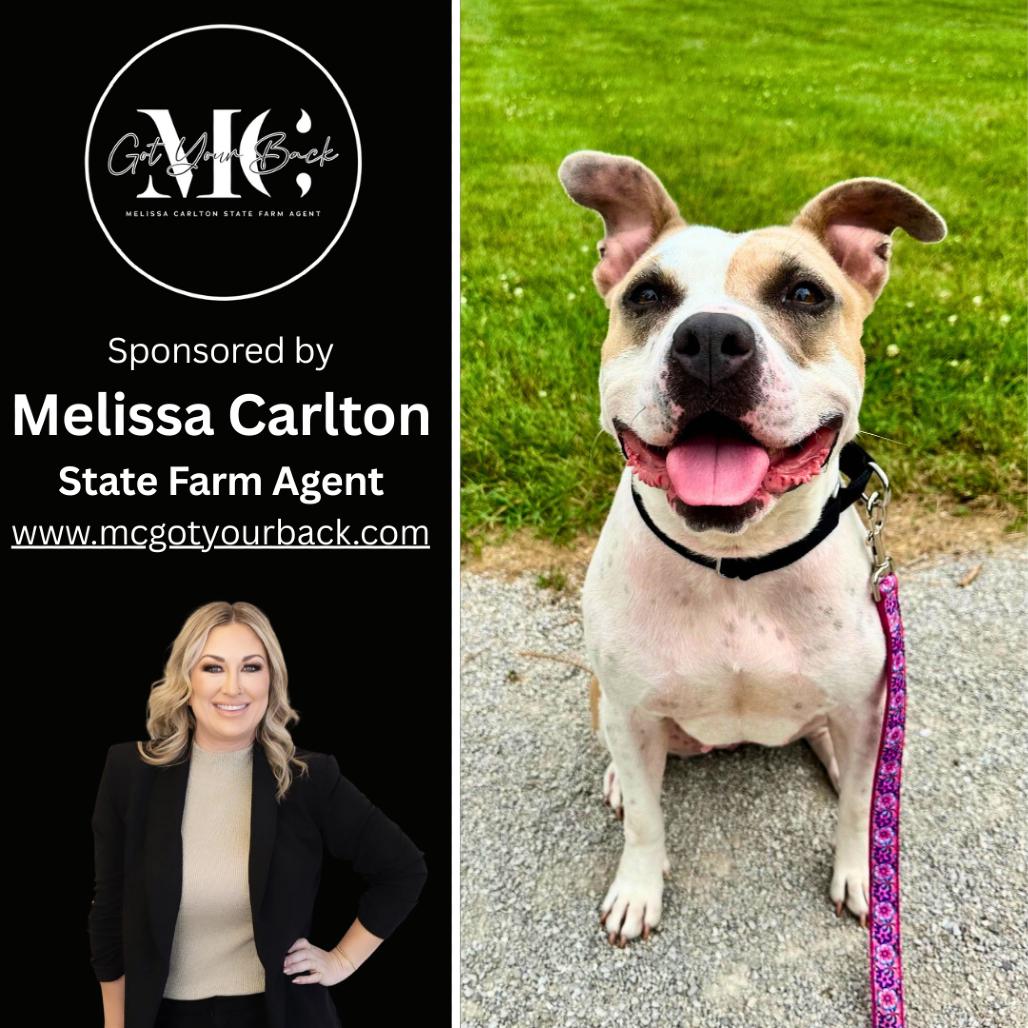 Enlarge Splotch (Sponsored), a Adoptable Pit Bull Terrier in East Saint Louis, IL image 2/6