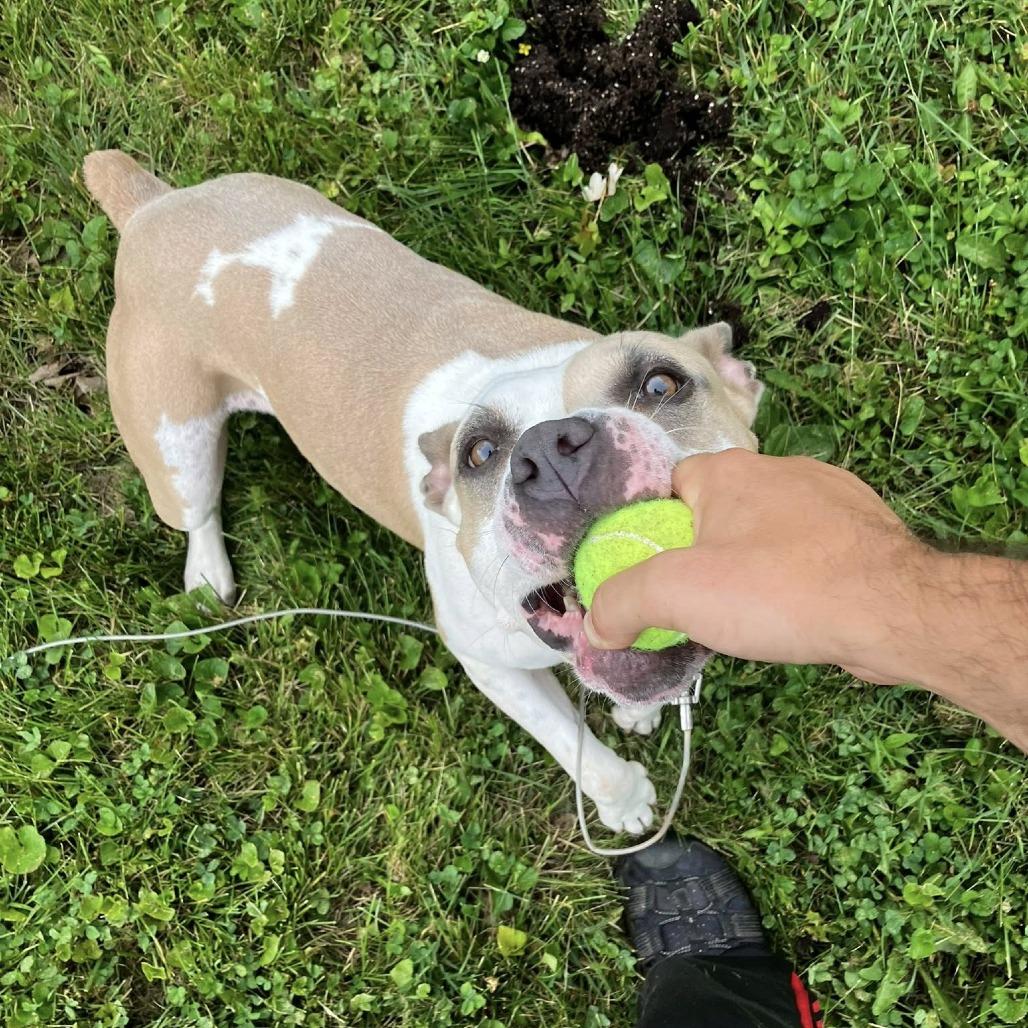 Enlarge Splotch (Sponsored), a Adoptable Pit Bull Terrier in East Saint Louis, IL image 3/6