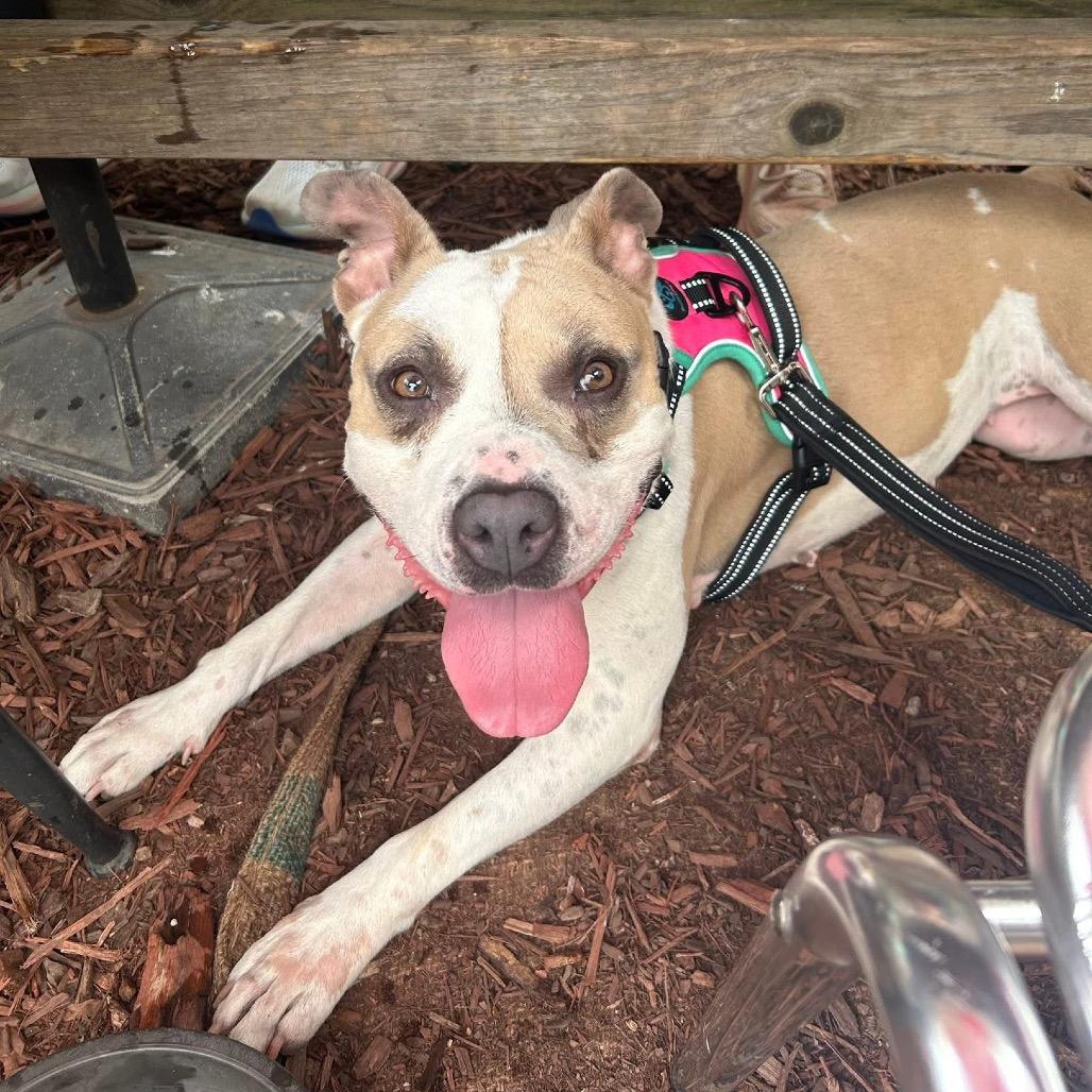 Enlarge Splotch (Sponsored), a Adoptable Pit Bull Terrier in East Saint Louis, IL image 4/6