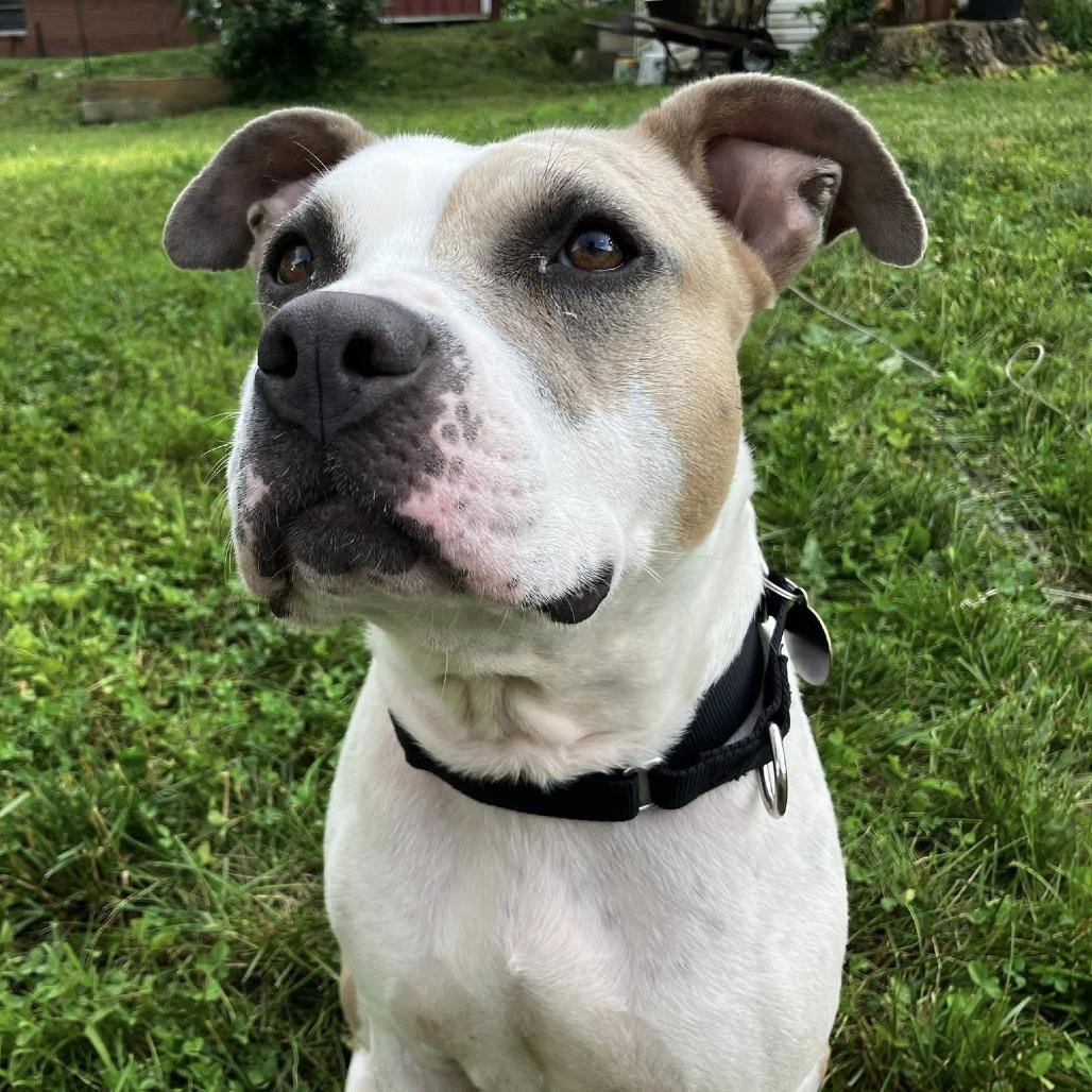 Enlarge Splotch (Sponsored), a Adoptable Pit Bull Terrier in East Saint Louis, IL image 5/6