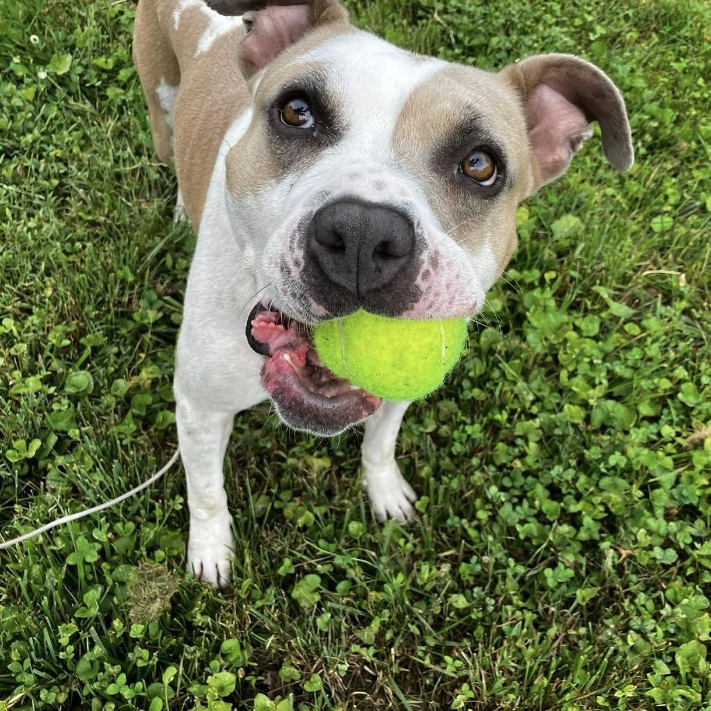 Enlarge Splotch (Sponsored), a Adoptable Pit Bull Terrier in East Saint Louis, IL image 6/6