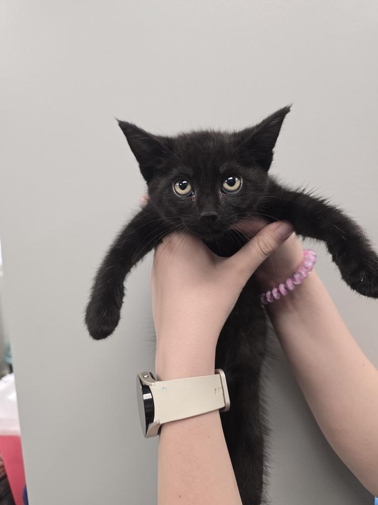 Baby Dade, Adoptable, Kitten Male Domestic Medium Hair.