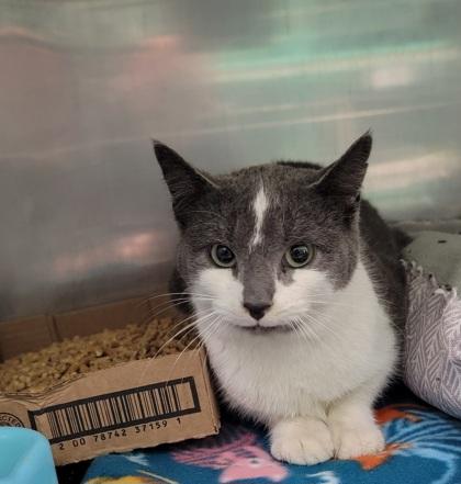 Diamond, adopted, Adult Female Domestic Short Hair & American Shorthair.