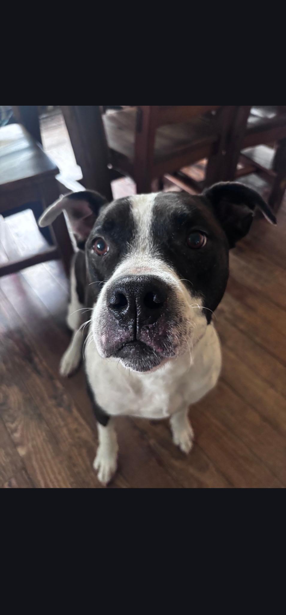 Carson, Adoptable, Adult Male Mixed Breed.