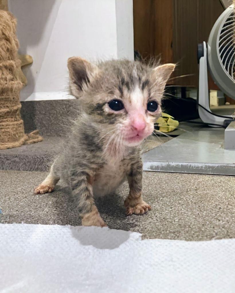 Enlarge Tommy, an adopted Domestic Short Hair in Surrey, BC image 2/4
