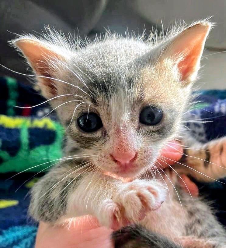 Enlarge Tommy, an adopted Domestic Short Hair in Surrey, BC image 3/4