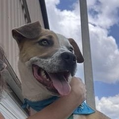 Burt, a ADOPTABLE mixed breed in Marion, AR image 3/6