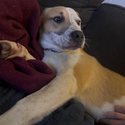 Burt, a ADOPTABLE mixed breed in Marion, AR image 4/6