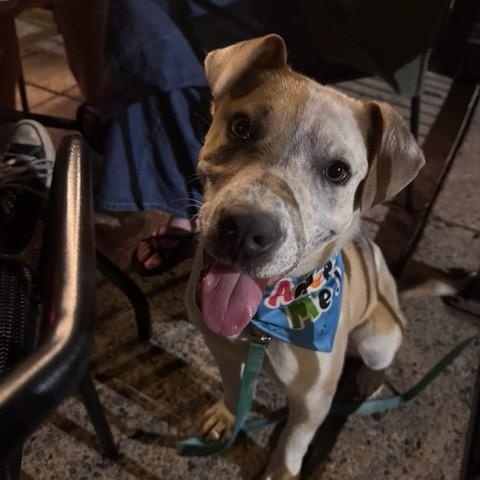 Burt, a ADOPTABLE mixed breed in Marion, AR image 5/6