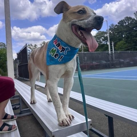 Burt, a ADOPTABLE mixed breed in Marion, AR image 6/6