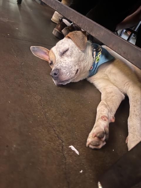 Burt, a ADOPTABLE mixed breed in Marion, AR image 2/6