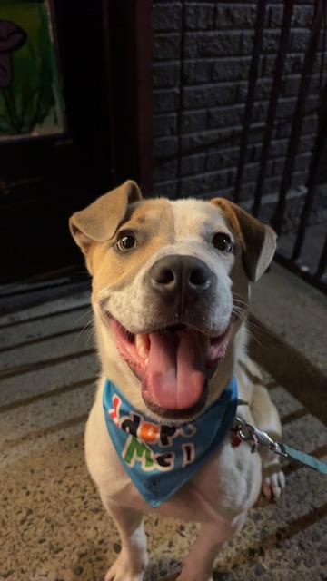 Burt, a ADOPTABLE mixed breed in Marion, AR image 1/6