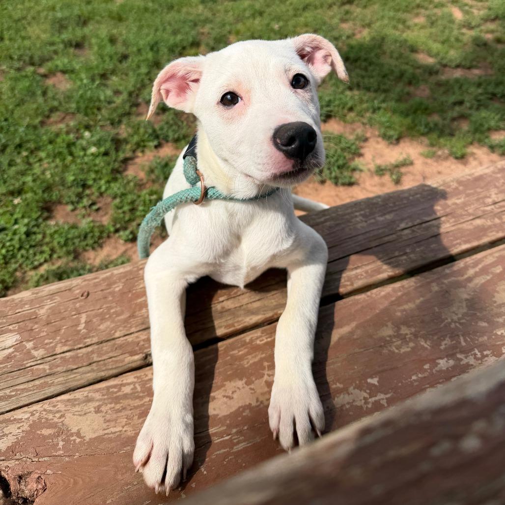 Enlarge Ghost, a Adoptable mixed breed in Stillwater, OK image 1/1