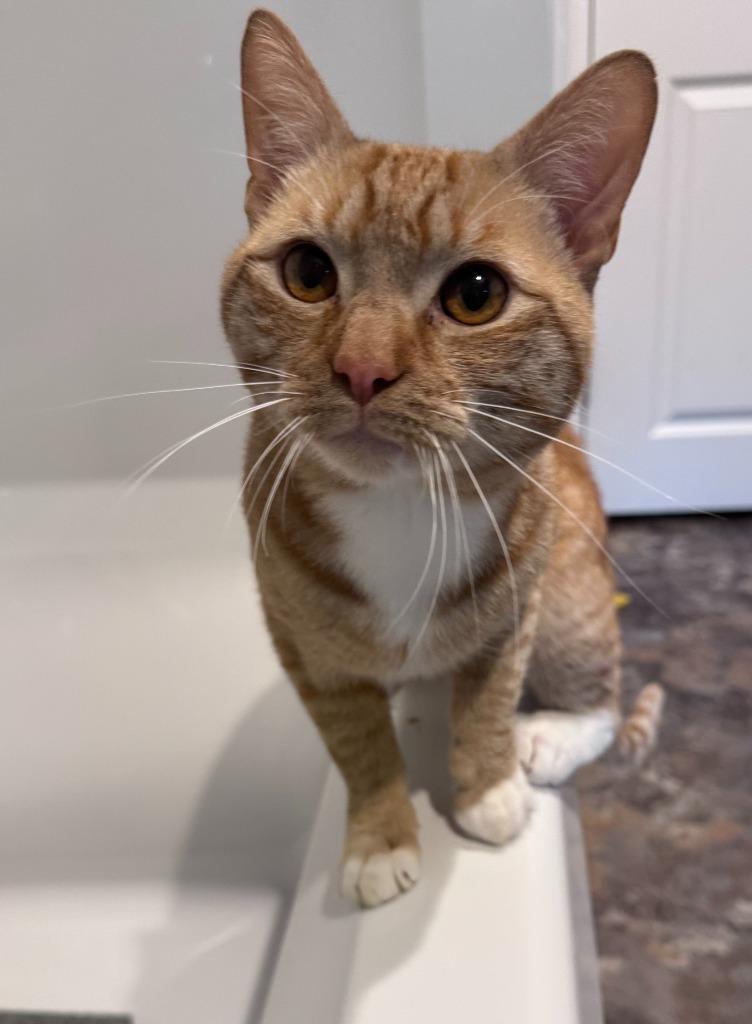 Rusty, Adoptable, Young Male Domestic Short Hair.