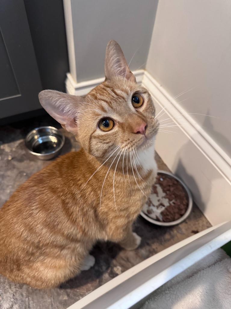 Enlarge Rusty, a Adoptable mixed breed in Pawtucket, RI image 2/4