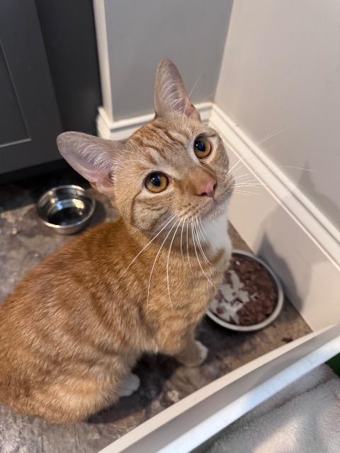 Enlarge Rusty, a Adoptable mixed breed in Pawtucket, RI image 3/4