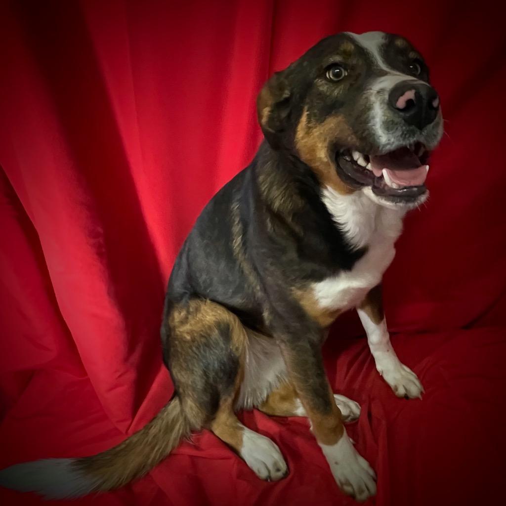 Enlarge Jagger, a Adoptable mixed breed in Pittsfield, IL image 2/2