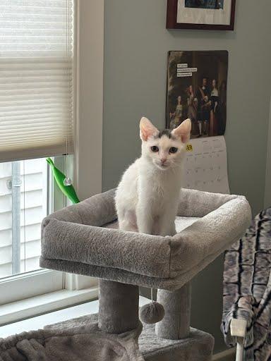 Lane, ADOPTABLE, Young Female Domestic Short Hair.