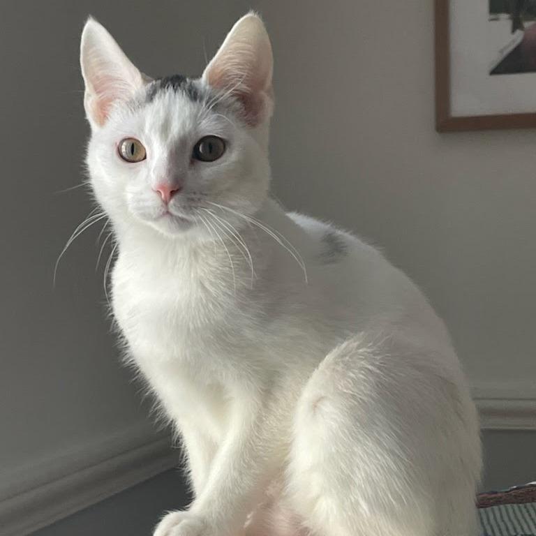 Enlarge Lane, a ADOPTABLE Domestic Short Hair in Evanston, IL image 1/2