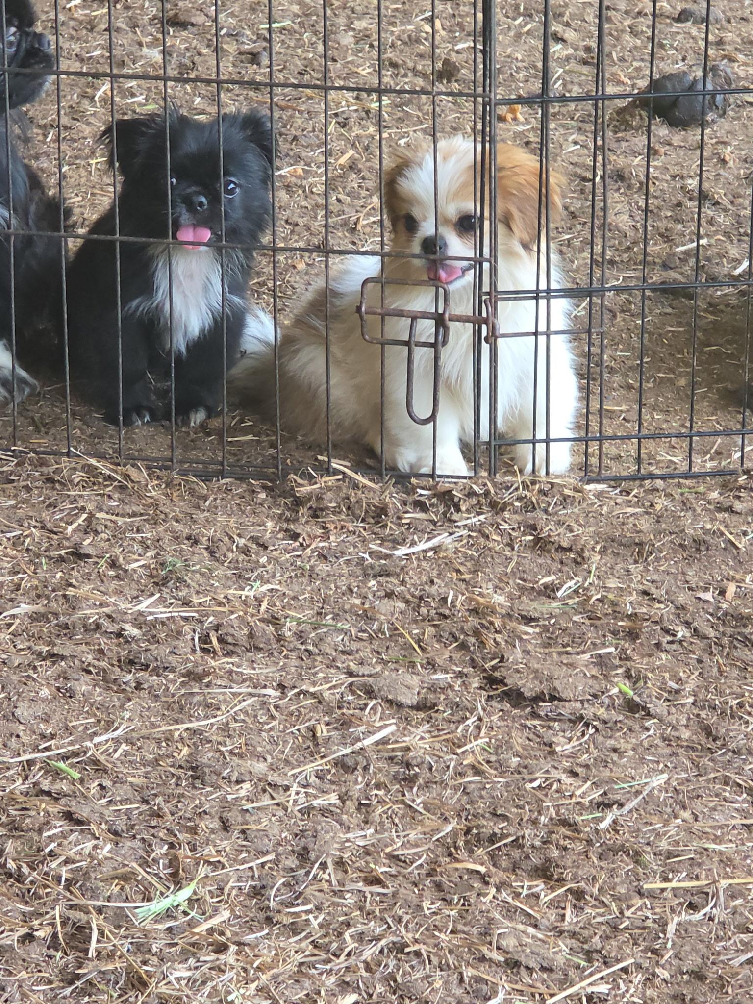 Phoebe, adopted, Puppy Female Pekingese.