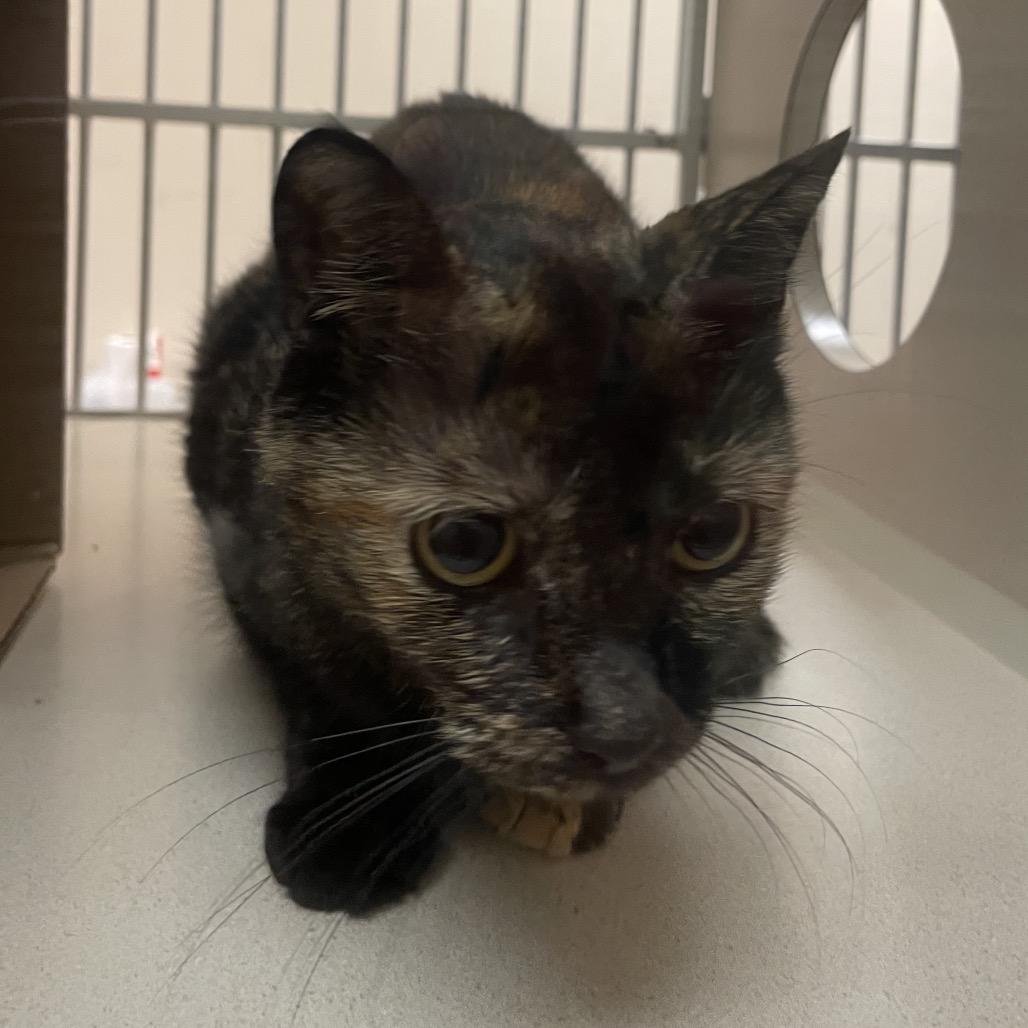 Violet, Adoptable, Young Female Domestic Short Hair.