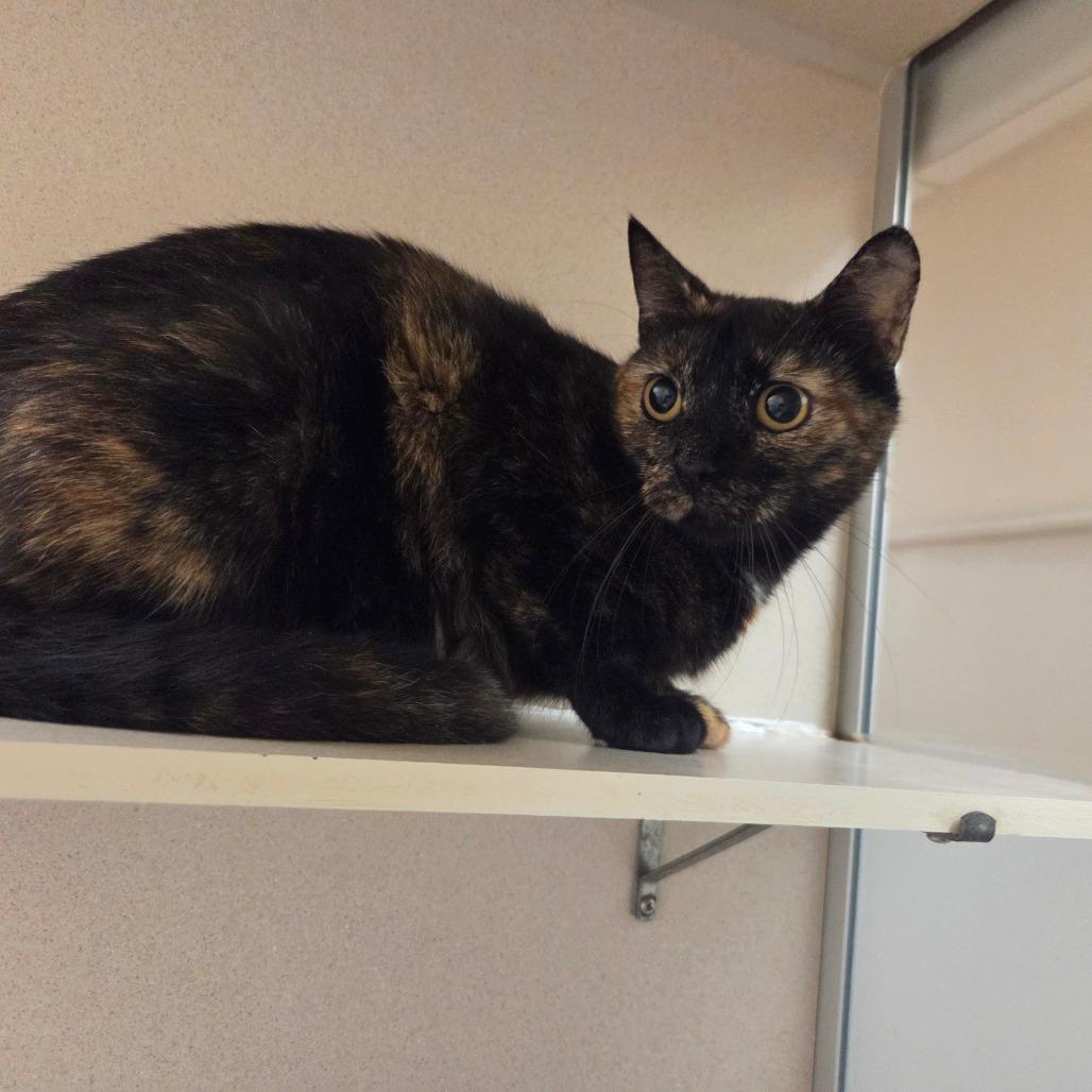 Enlarge Violet, a Adoptable Domestic Short Hair in Ballston Spa, NY image 2/3